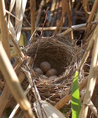 如何形容鳥巢：深入探索鳥巢的多面魅力與其所傳遞的意涵